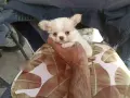 Продавам чихуахуа, снимка 4