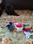 Малки персийски дългокосмести многоцветни домашни любимци!, снимка 12