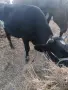 Продава се мъжко теле , снимка 1