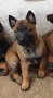 Чистокръвни Белгийски овчарки-Малиноа , снимка 2