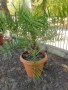 Големи Финикови палми , снимка 6