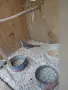 Продавам Диамантени гугутки, снимка 3