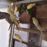 Продавам пойни папагали, снимка 13 - Папагали - 42618106