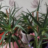 Лечебно Алое (Aloe Arborescens) над 3г., снимка 3 - Стайни растения - 34545609