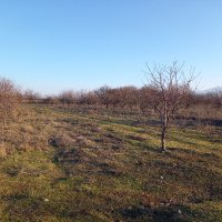 Парцел с овощни дръвчета 4 дка между Крумово и Ягодово, снимка 3 - Земеделска земя - 35558502