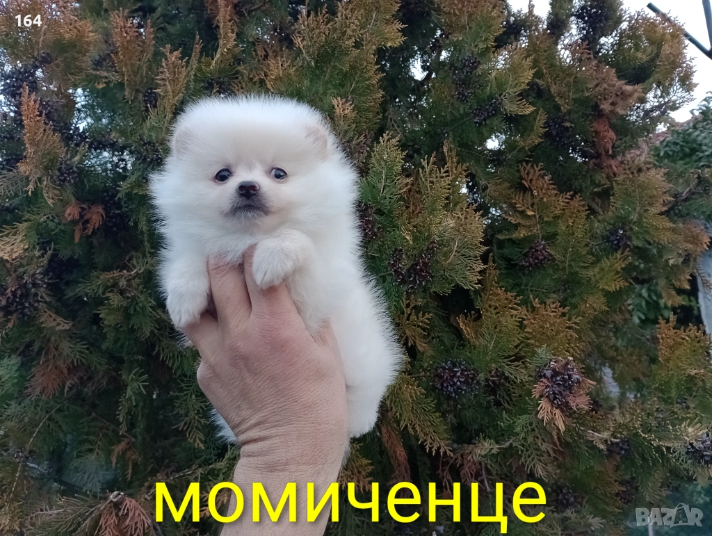 Женски Померани. Реални снимки от 22.12.25, снимка 1