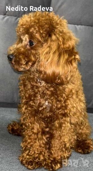 Teacup-Toi пудел за разплод , снимка 1