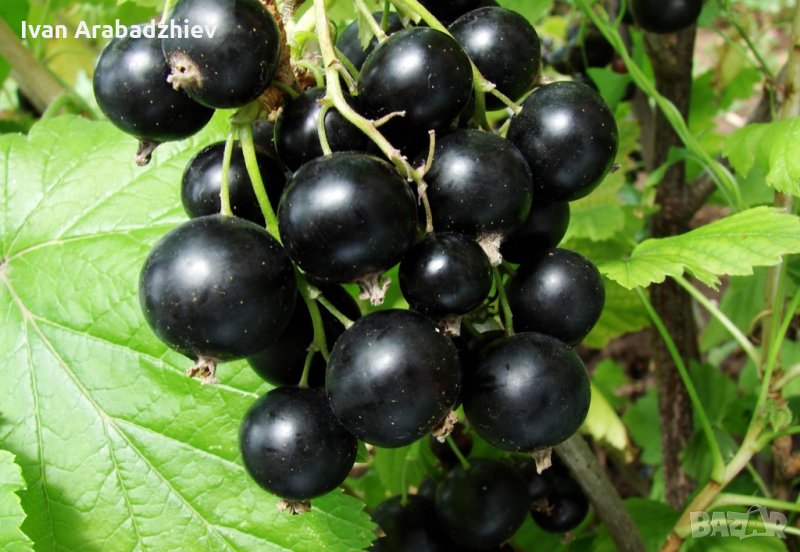 Касис, снимка 1