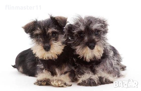 Цвергшнауцер, снимка 1