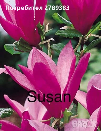 Магнолия, снимка 1