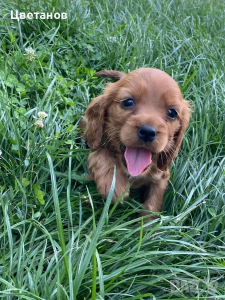 Кокер шпаньол, снимка 1