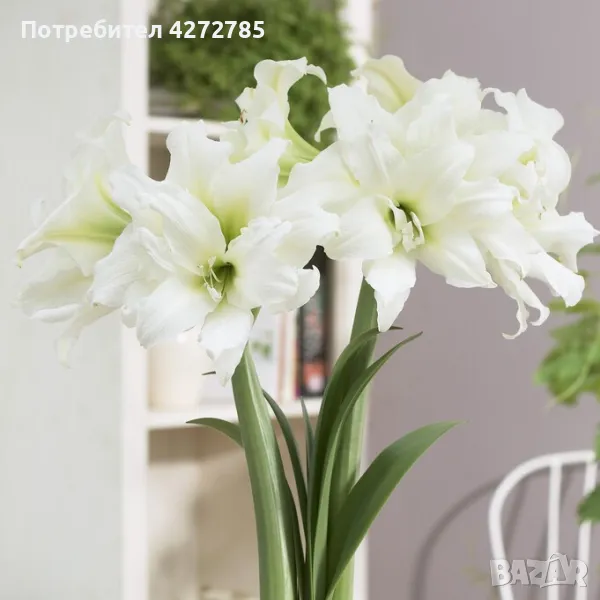 Амарилис Ice Queen, снимка 1