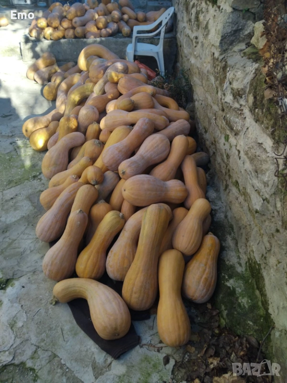 Продавам Тикви цигулки, снимка 1