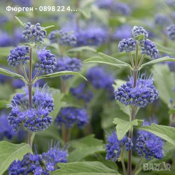 Кариоптерис, снимка 1