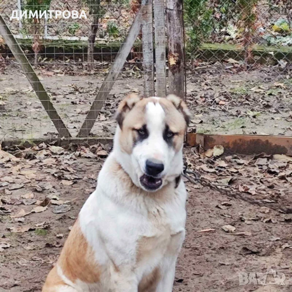 Продавам мъжки Алабай на 2 години, снимка 1