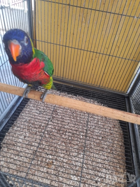 Многоцветно Лори , снимка 1