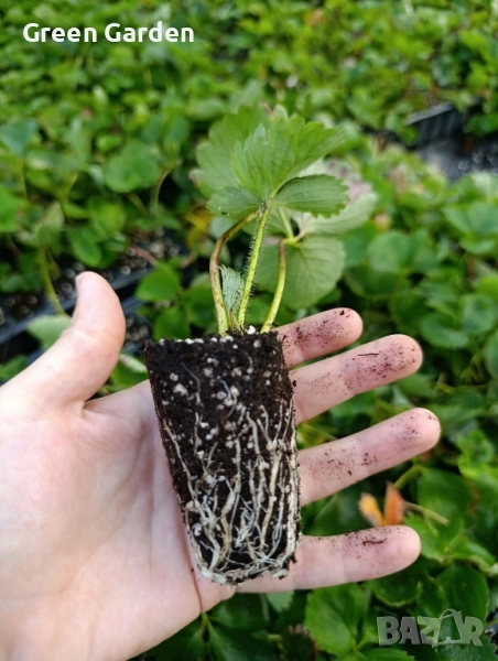 Ягоди Дарселект 0.80 лв, снимка 1