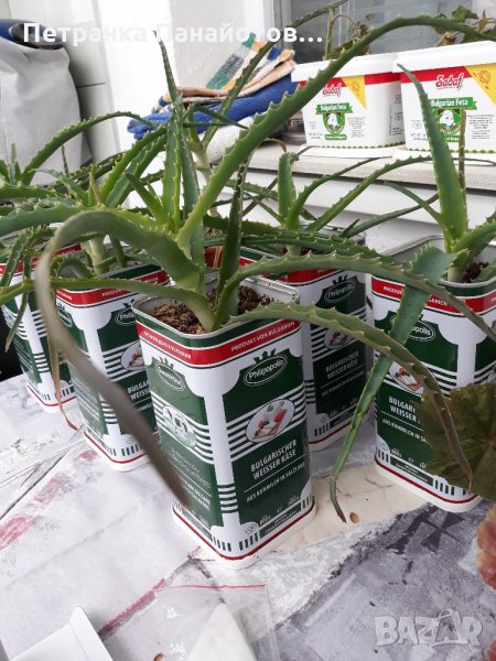 Лечебно алое, снимка 1