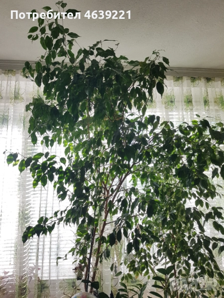 Бенджамин - 2 броя, снимка 1