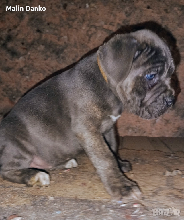 Бебета КАНЕ КОРСО, снимка 1