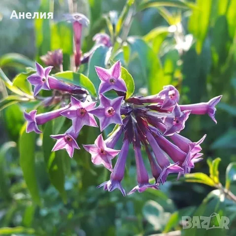 Нощен жасмин лилав цеструм, снимка 2 - Стайни растения - 56114086