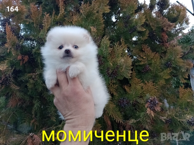 Женски Померани. Реални снимки от 22.12.25