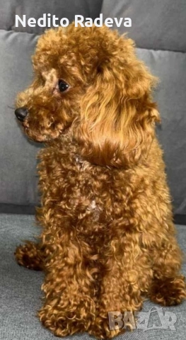 Teacup-Toi пудел за разплод , снимка 1