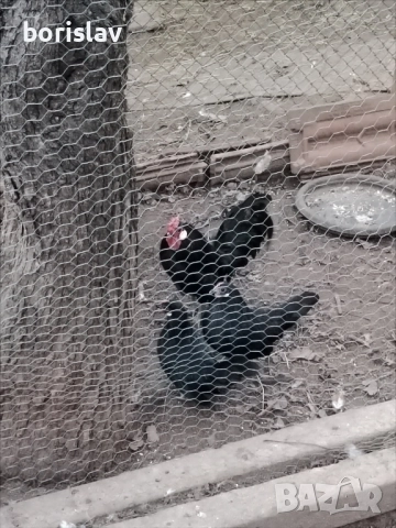 Продавам розкомб кокошки, снимка 5 - други­ - 52877736