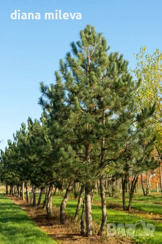 Черен Бор (Pinus Nigra) , снимка 1