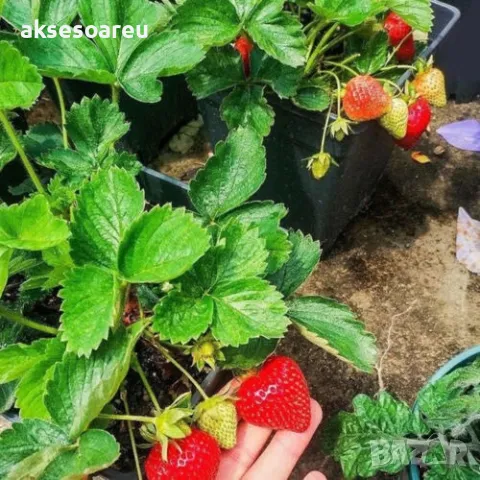 100 бр. ягодови семена от гигантска ягода градинско плодово растение, сладки и вкусни червени ягоди , снимка 15 - Сортови семена и луковици - 47664198