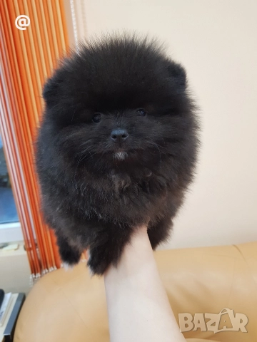 Померан померани Гр. София, снимка 4 - Померан - 52980596