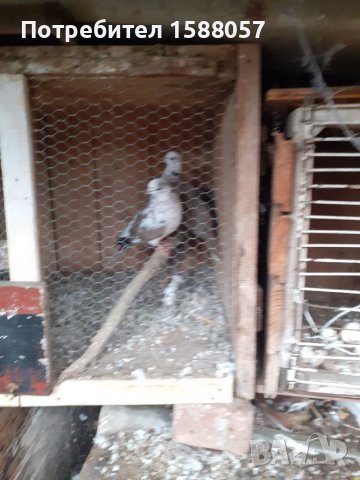 Продавам гугутки скумрии, снимка 3 - Гълъби - 37876216