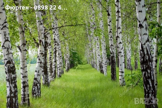 Бреза 100-150см за 11лв , размер 200-220см за 21лв и Налични 3 вида Върби , снимка 2 - Разсади - 38067285