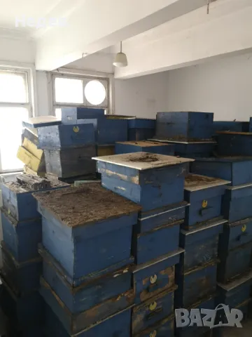 Продавам пчелни кошери, снимка 6 - Пчелни продукти - 50071516