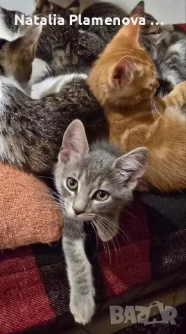 Супер гальовни котета!!!, снимка 7 - Британска късокосместа - 54821461