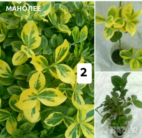 15 вида цветя и растения, снимка 3 - Градински цветя и растения - 51604084