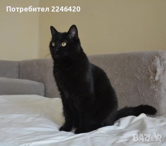 😺 1-годишно момченце от Враца търси ДОМ , снимка 13 - Други - 52893934