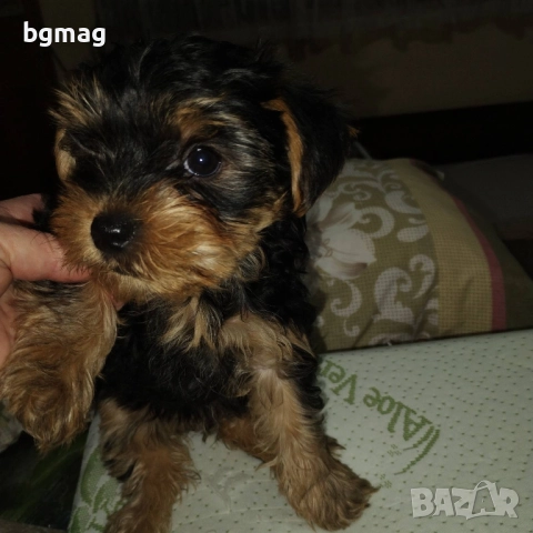 Йоркширски териер. Йорки., снимка 2 - Йоркширски териер - 51917739