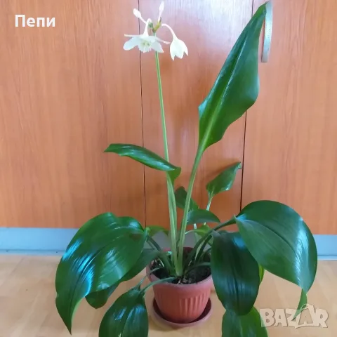 Еухарис - Амазонска лилия