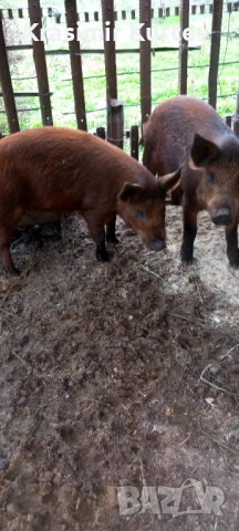 Малки банкетни прасета полу диви , снимка 2 - Прасета - 52360577