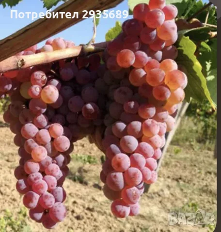 Продавам грозде Мискет червен и Ркцители