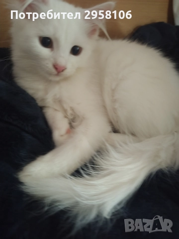 котенца бели,4 мес, снимка 4 - Британска късокосместа - 50837290
