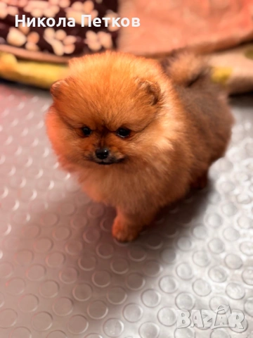 Померан мини