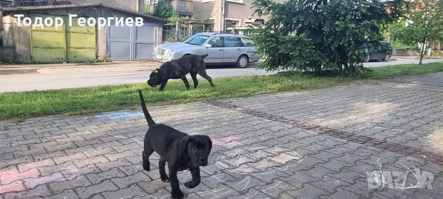 КЧЕТА КАНЕ КОРСО, снимка 14 - Кане корсо - 55778338