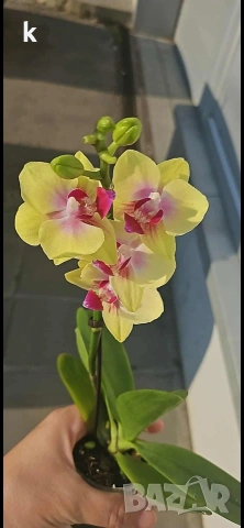 phalaenopsis в самополивна саксия