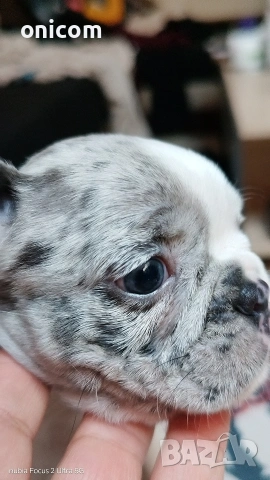 Френски булдог мерле,момче.