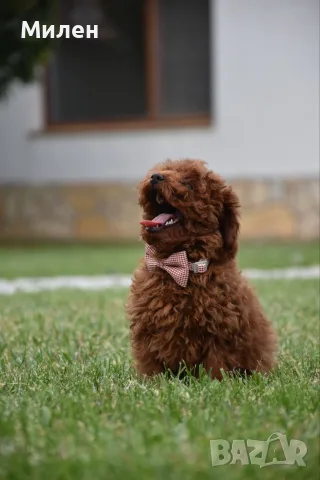 Той пудел Toy poodle, снимка 5 - Пудели - 55006000
