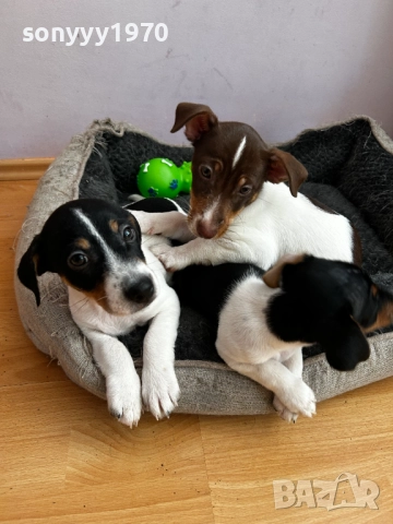 250лв-ЧИСТОКРЪВНИ КУЧЕНЦА-ДЖАК РЪСЕЛ 2010251322, снимка 3 - Джак ръсел териер - 52116716