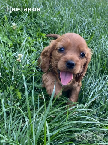 Кокер шпаньол, снимка 1