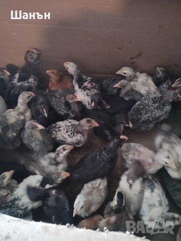 Продавам пиленца Струмски стандарт, снимка 2 - други­ - 54280248